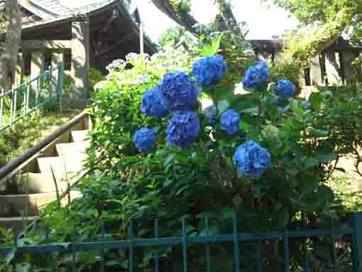 中山法華経寺四足門下に咲くアジサイ