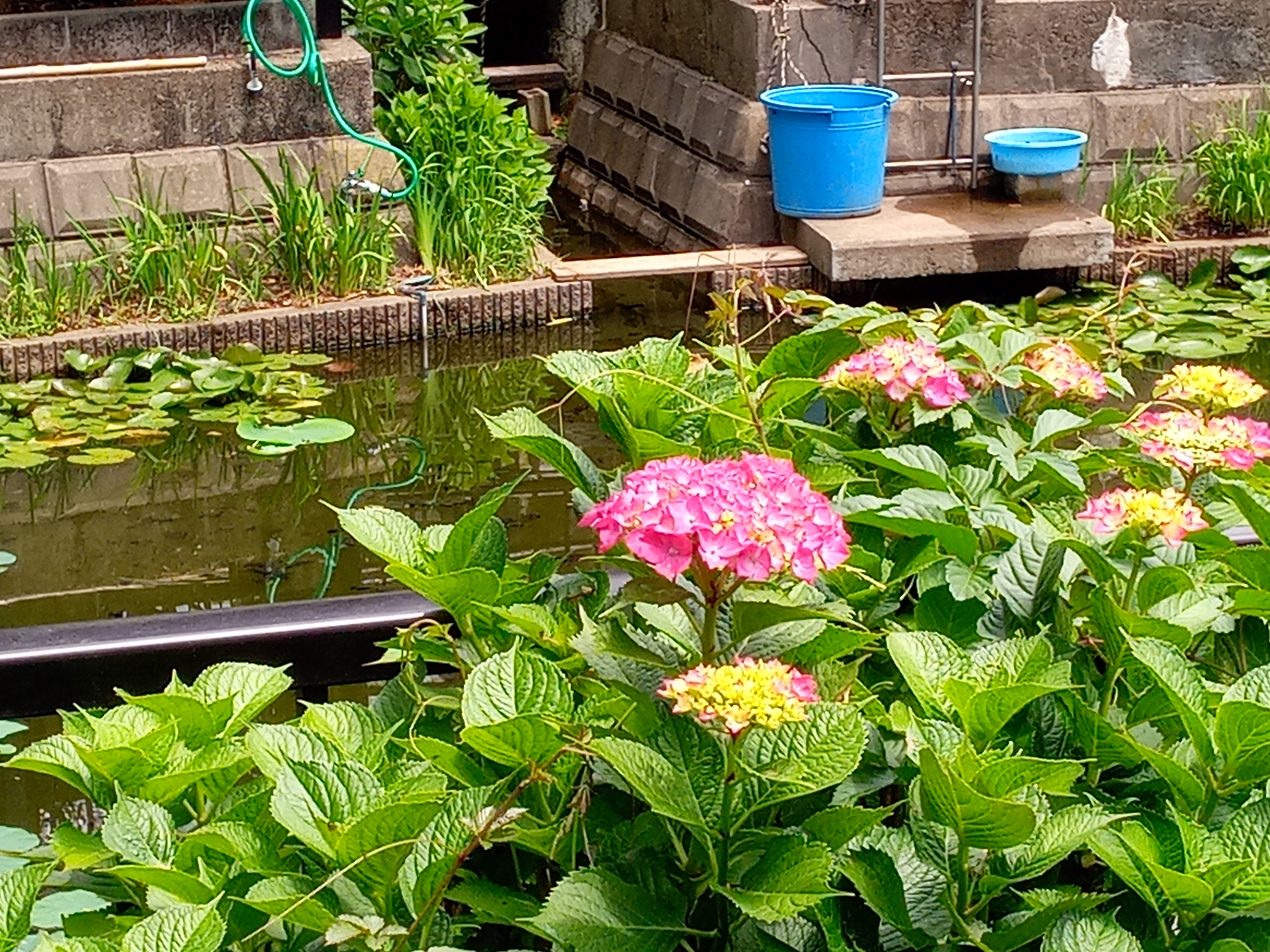 令和５年法華経寺竜王池と紫陽花の花