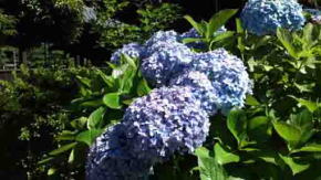 Japanese hydrangeas of Hokekyo-ji