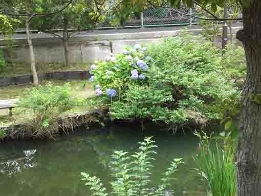 ajisai flowers by Komatsugawa Sakaigawa