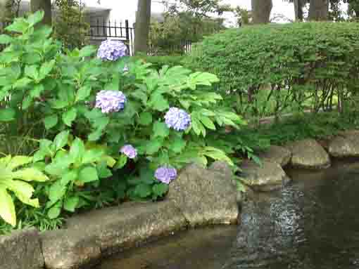 小松川境川親水公園に咲くアジサイ