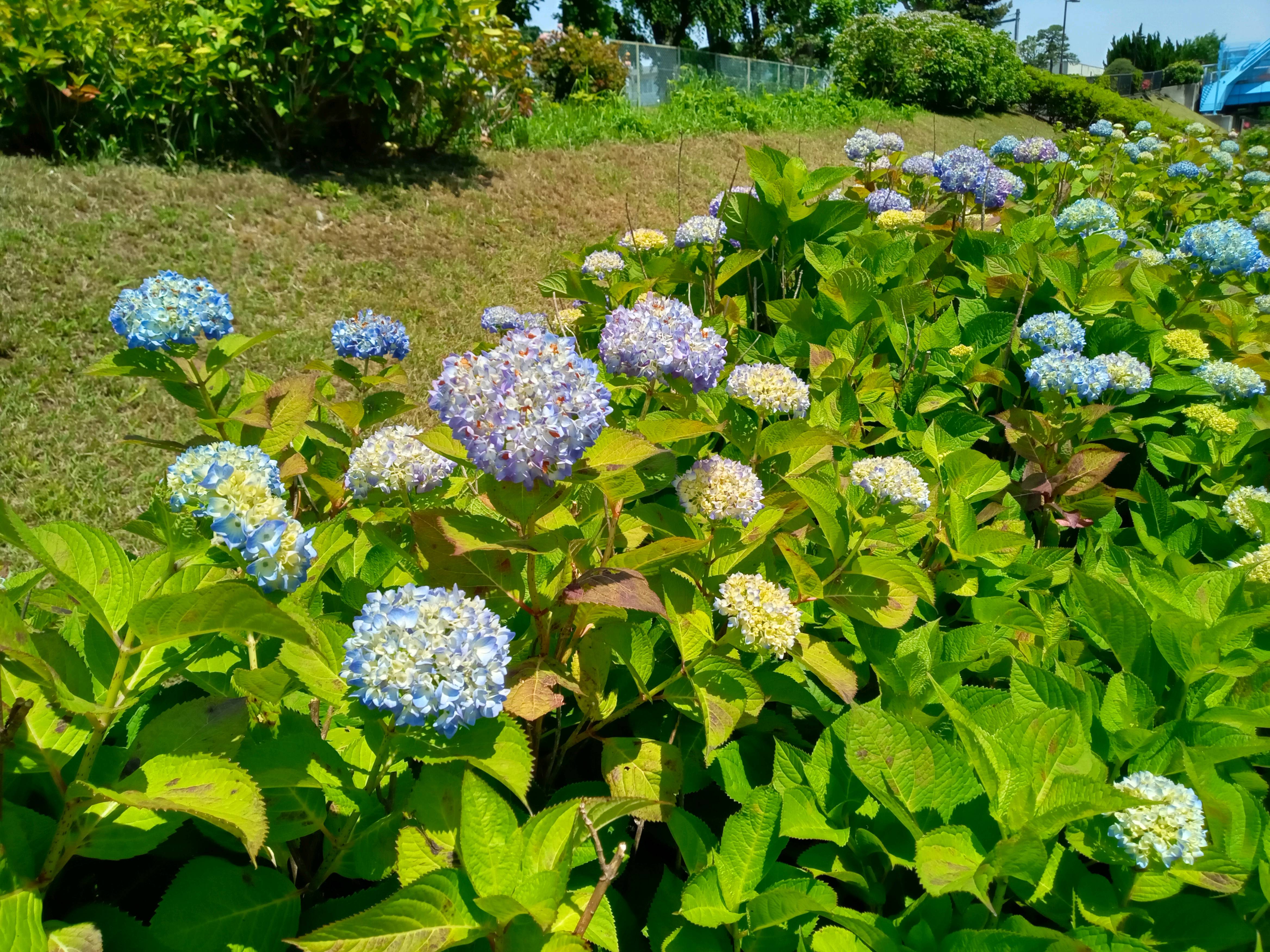 令和５年旧中川河川敷で開花した紫陽花２