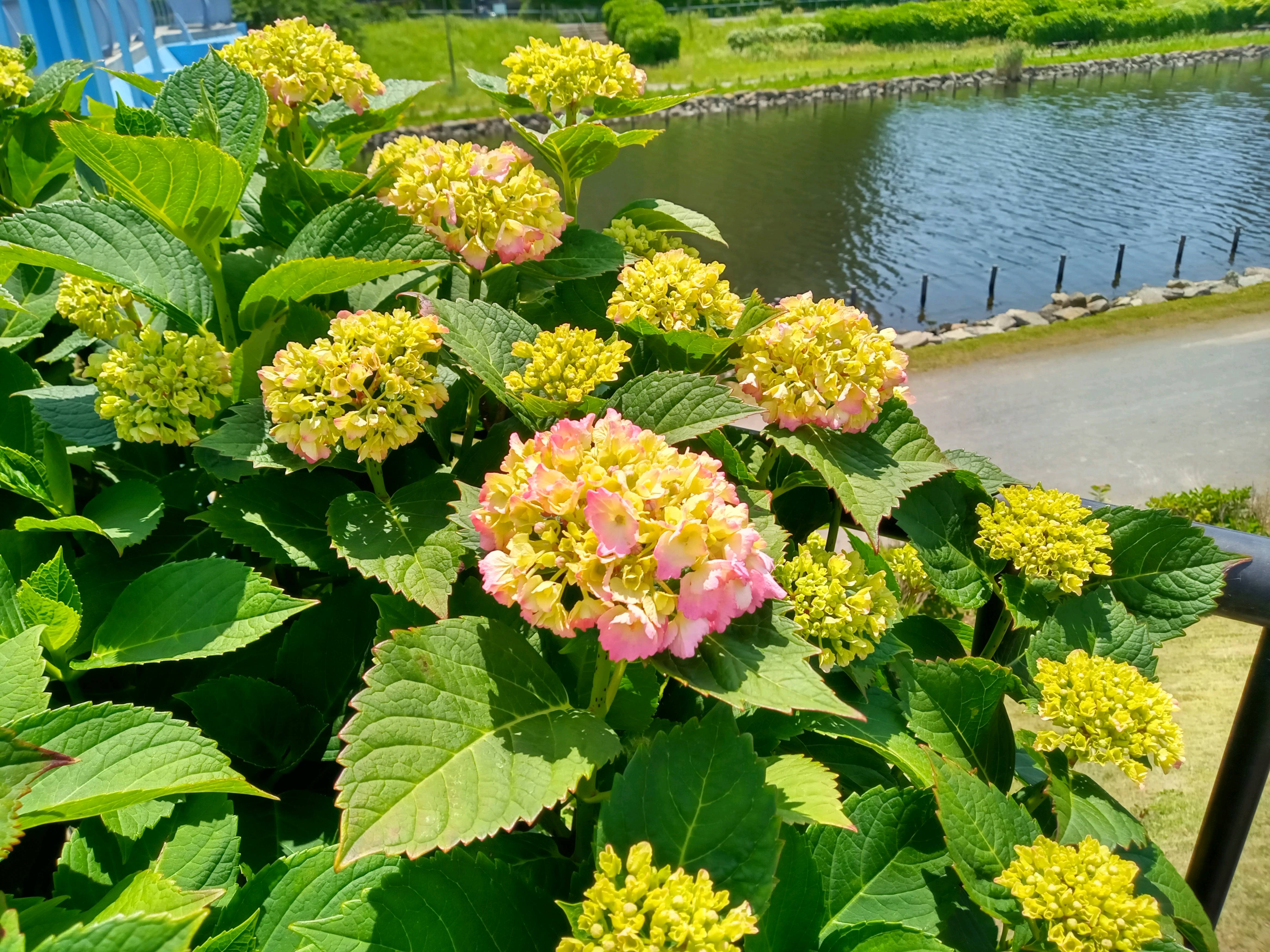 令和５年旧中川河川敷で開花した紫陽花３