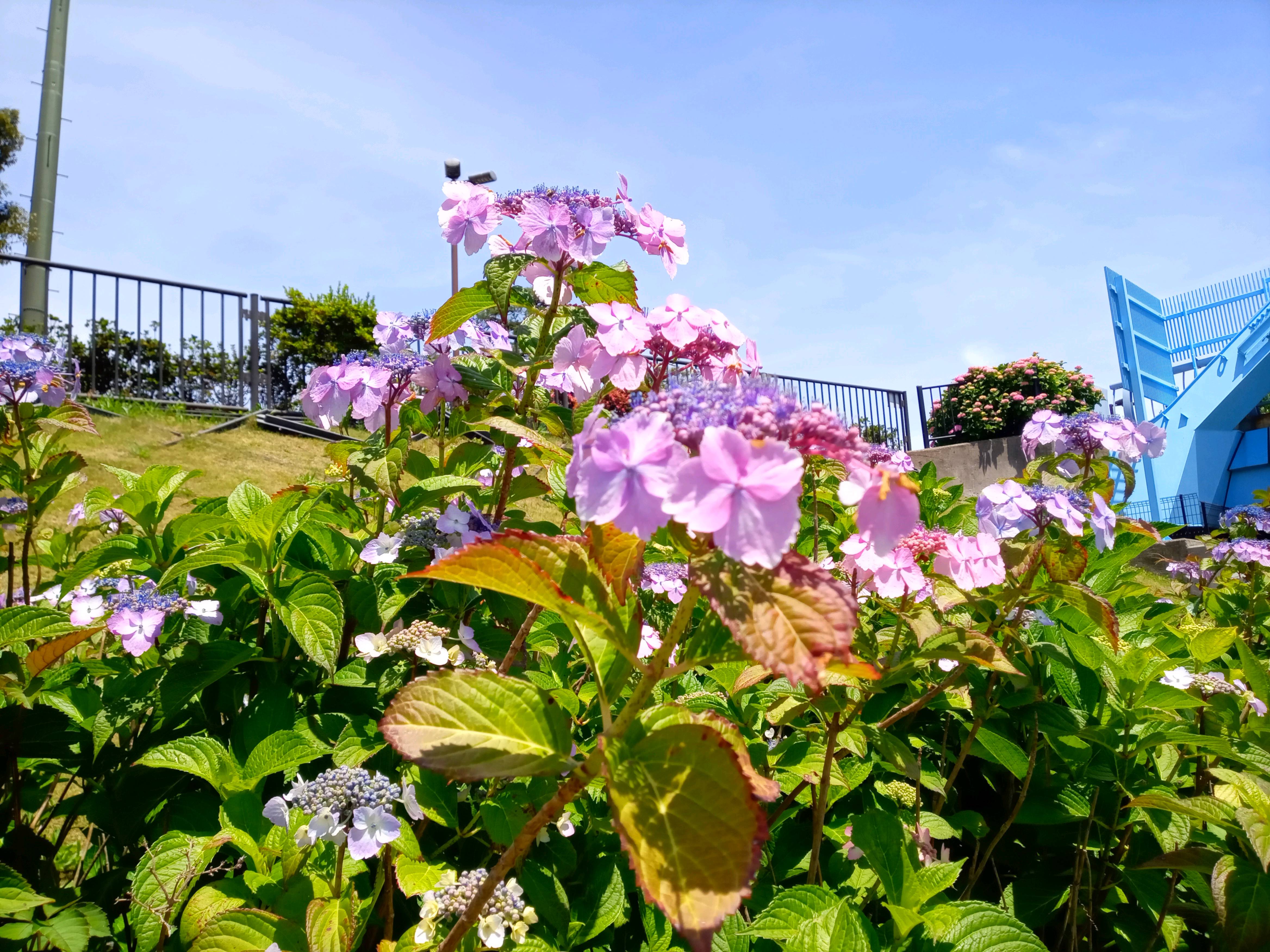 令和５年旧中川見頃の紫陽花の花１