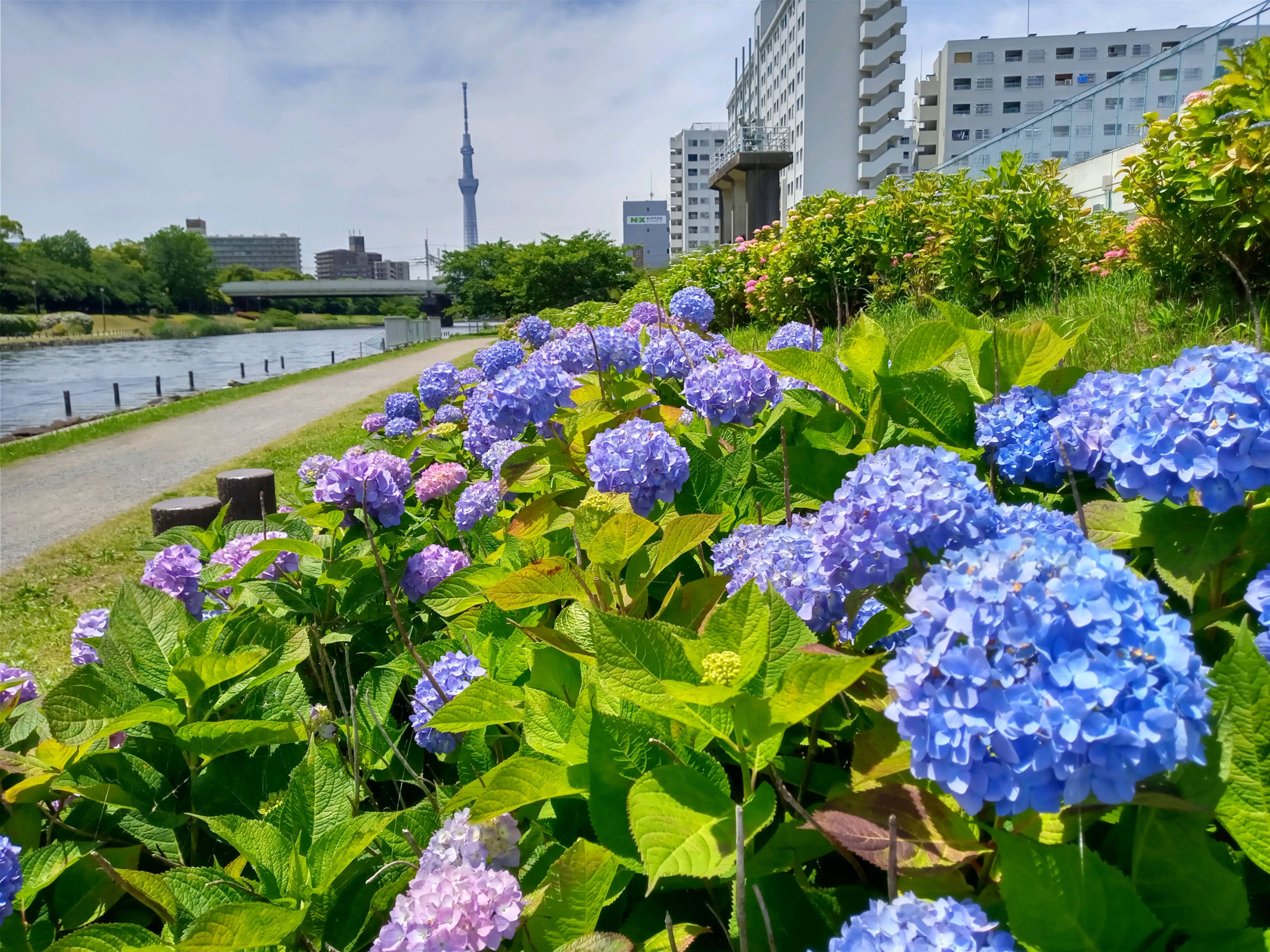 令和５年旧中川見頃の紫陽花の花２