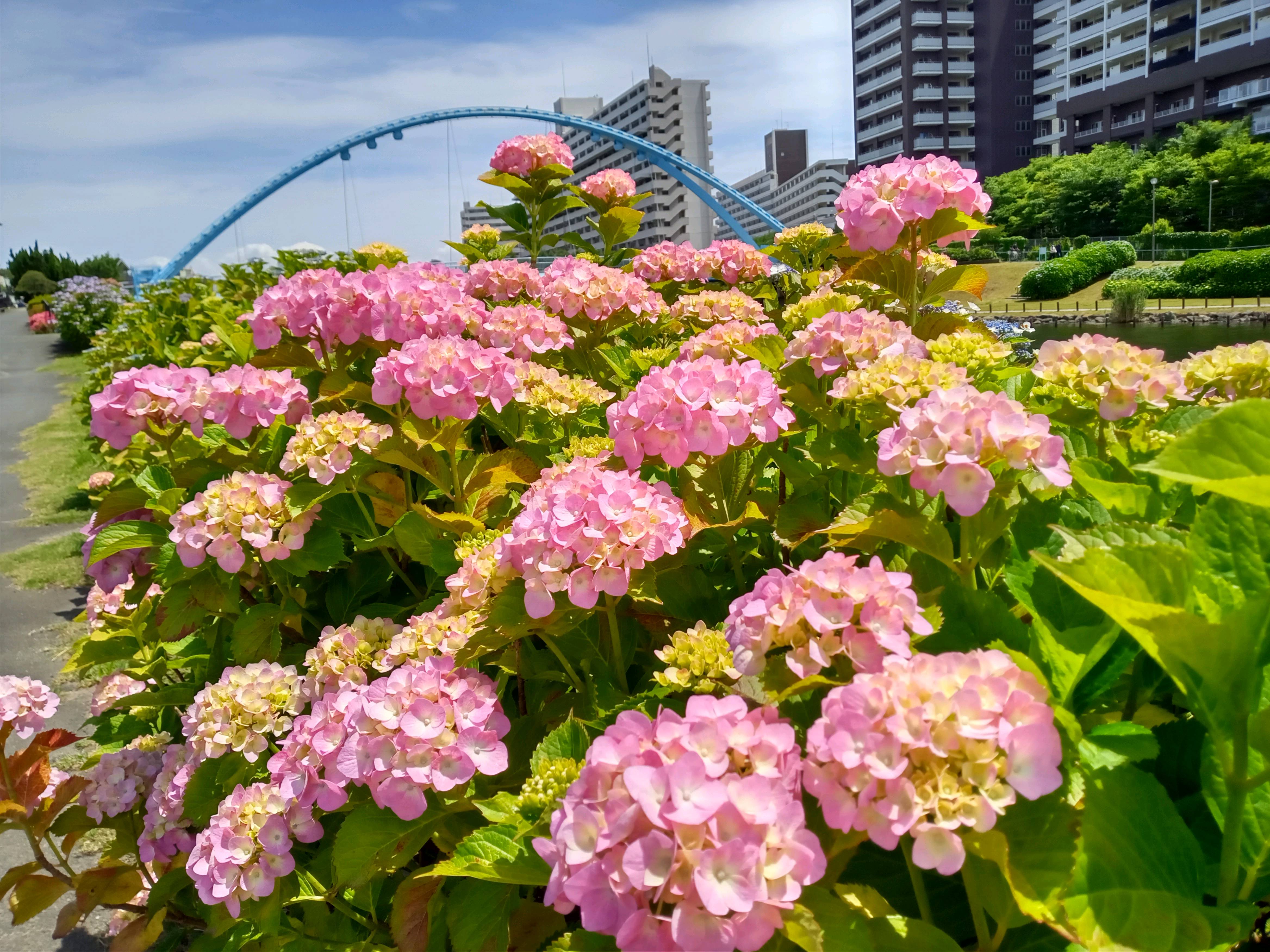 令和５年旧中川見頃の紫陽花の花３