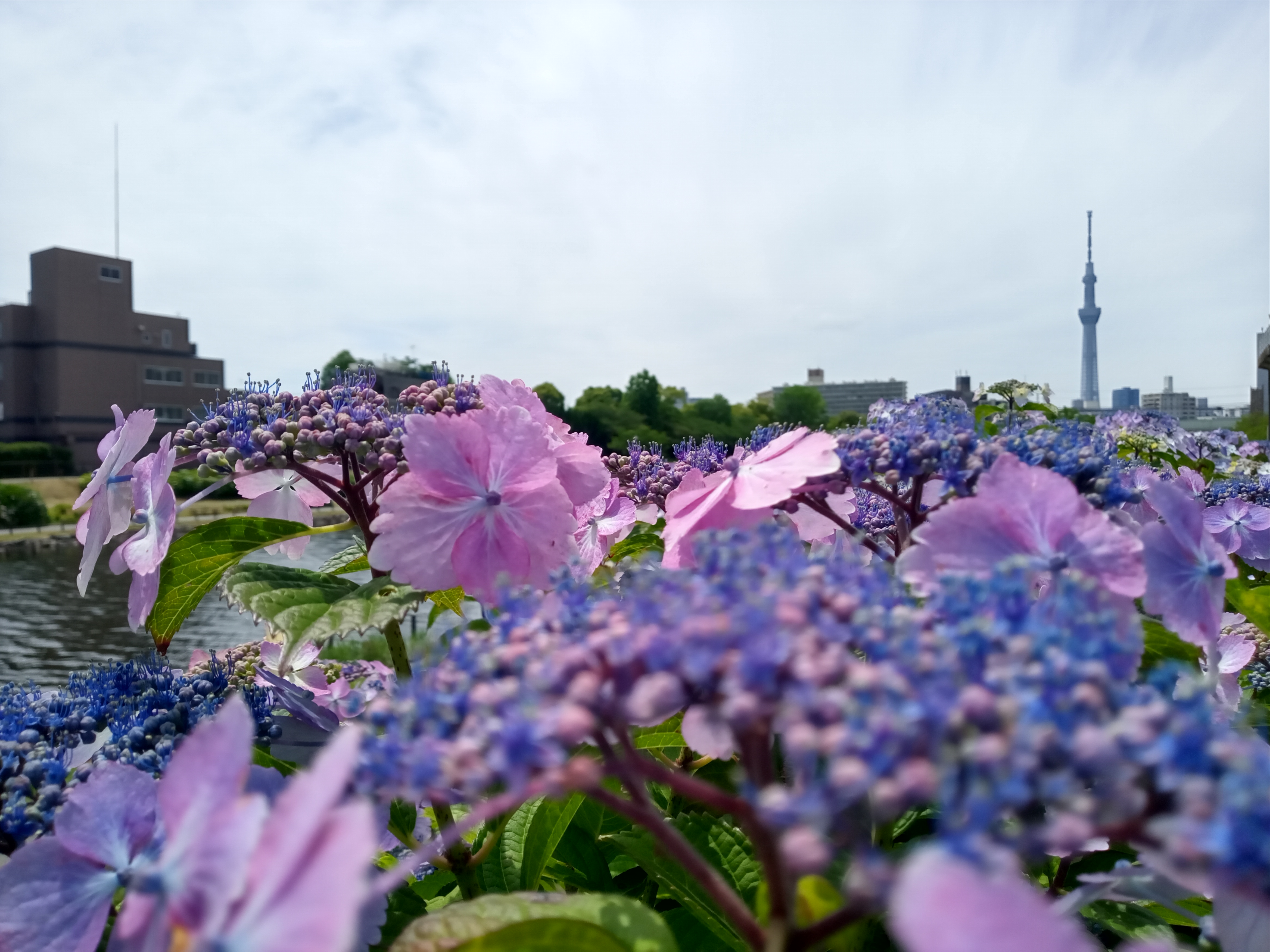 令和５年旧中川見頃の紫陽花の花４