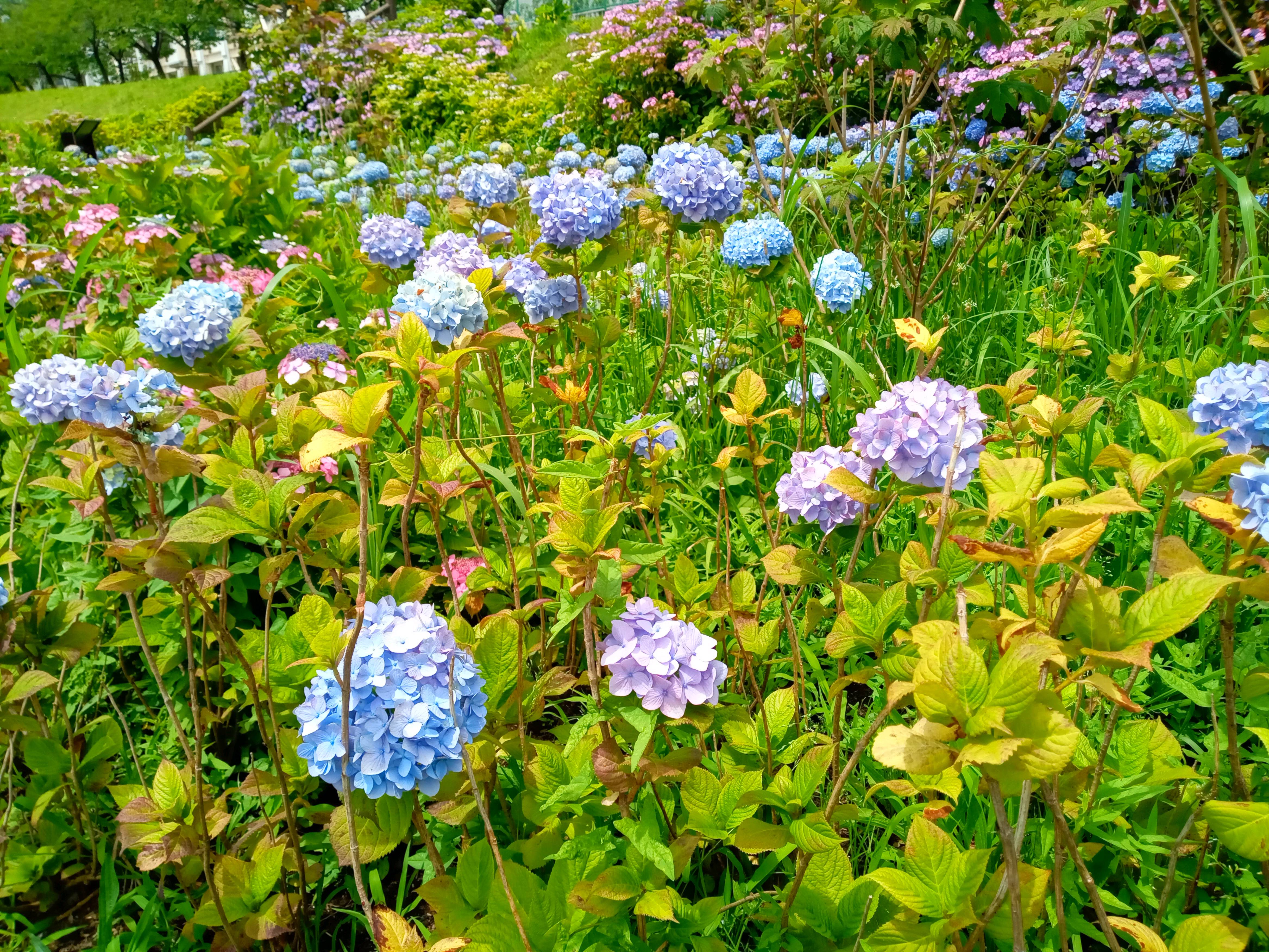 令和５年旧中川見頃のアジサイの花２