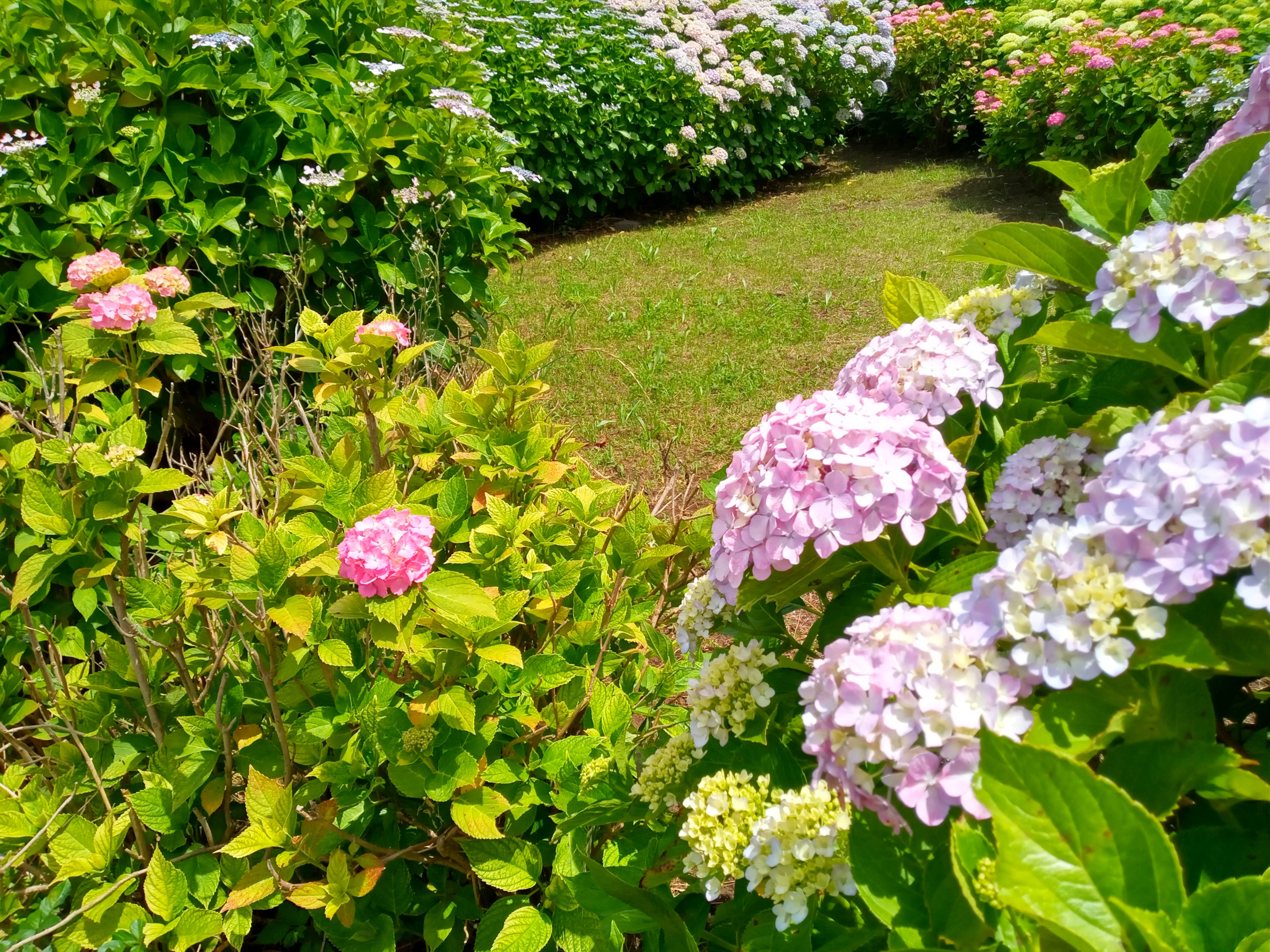 令和５年旧中川見頃のアジサイの花３