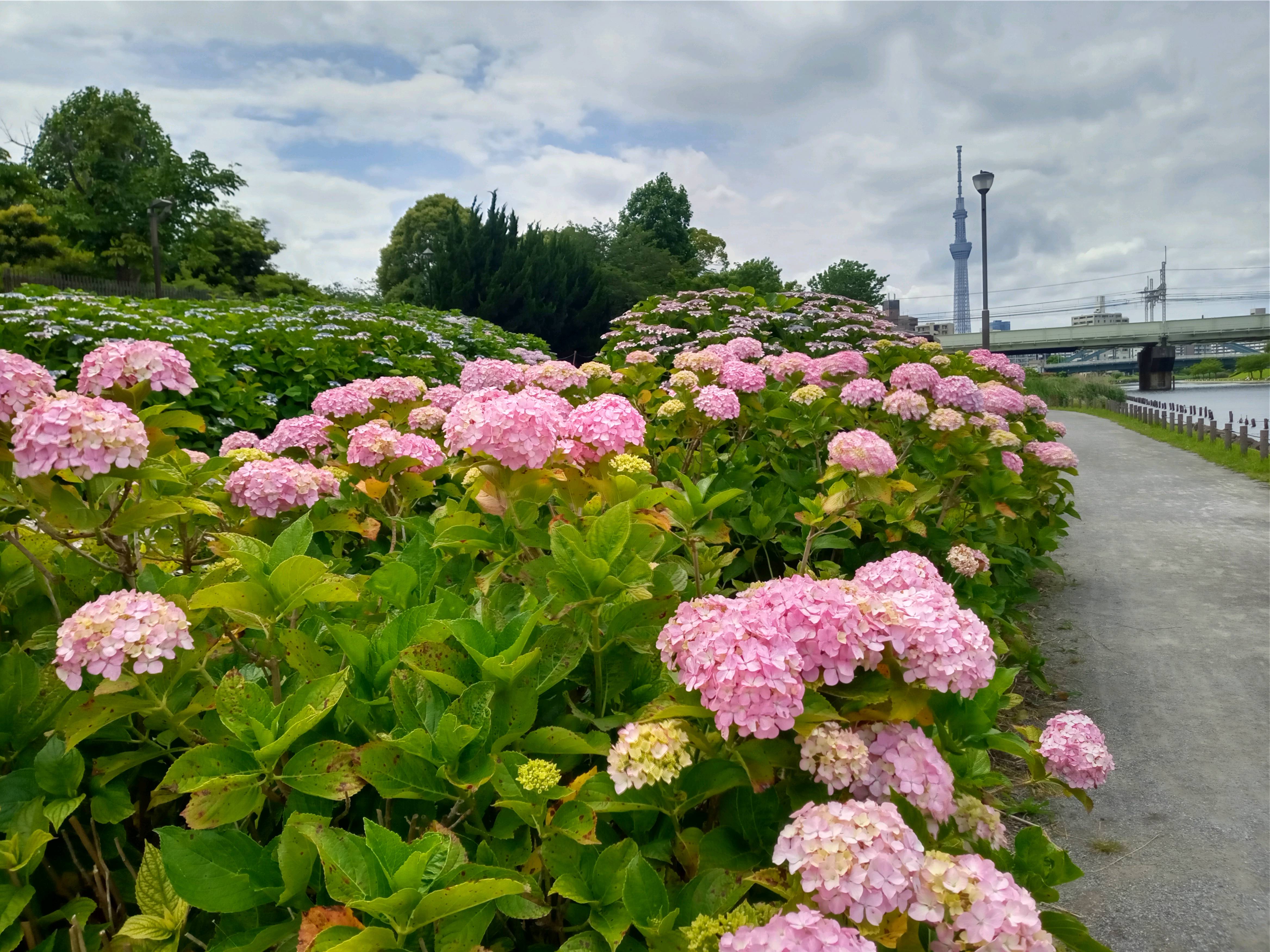 令和５年旧中川見頃のアジサイの花４