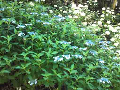 many ajisai flowers blooming