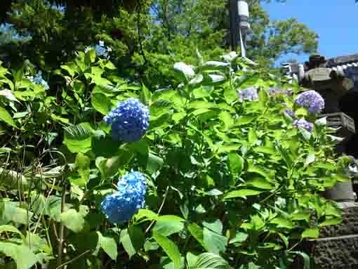 ajisai flowers and the roof