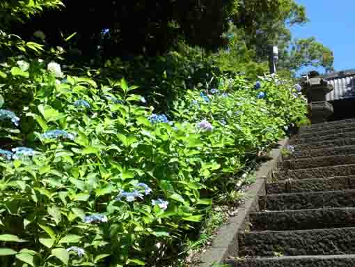 ajisai flowers on the left of the stone steps