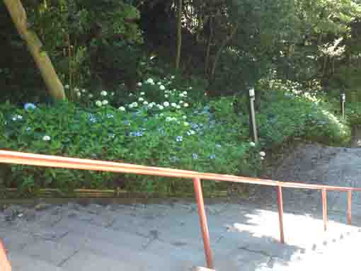 ajisai blooming beside the stone steps
