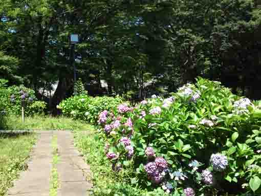 ajisai flowers blooming in Mamasan Guhoji