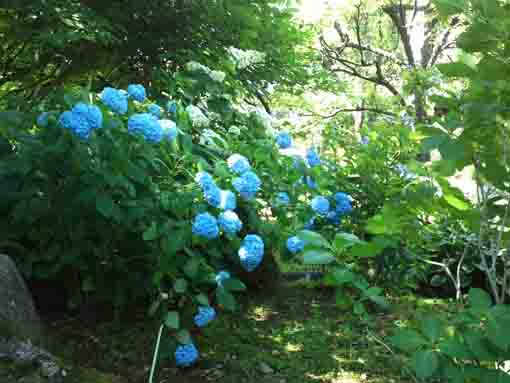 blue hydrangeas blooming in the garden