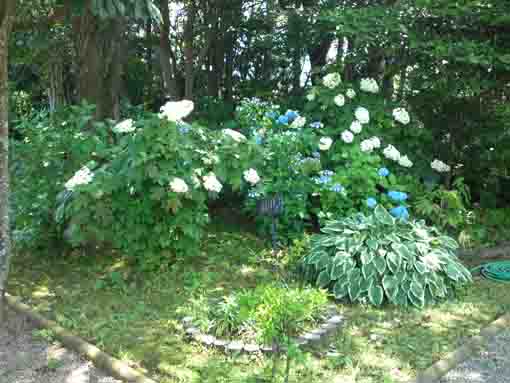 hydrangeas in Manyo Botaanical Garden