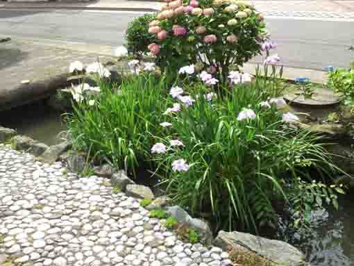 興農親水緑道に咲く白い菖蒲とピンクの紫陽花