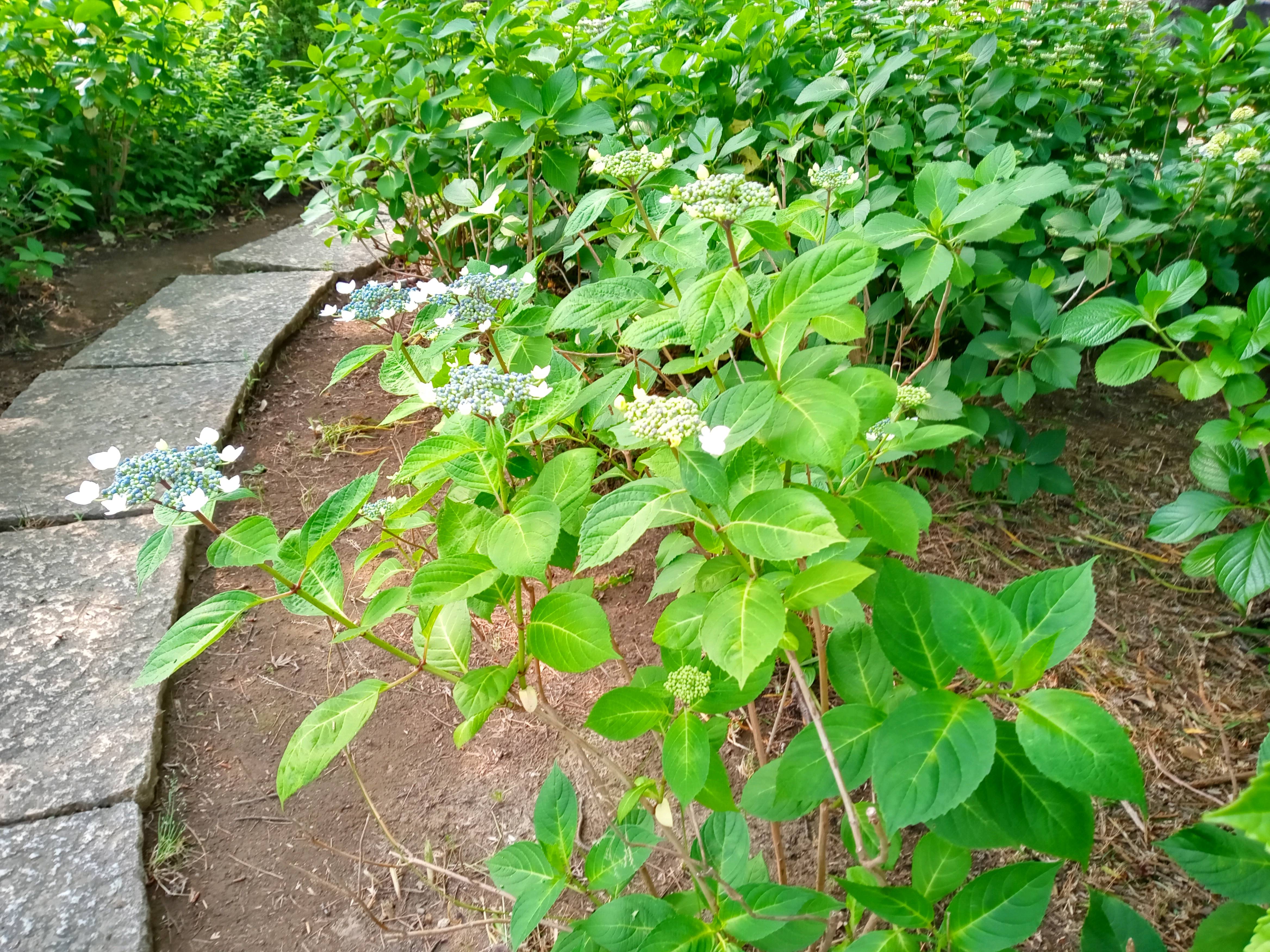 令和５年原木山妙行寺に咲き始めた紫陽花１