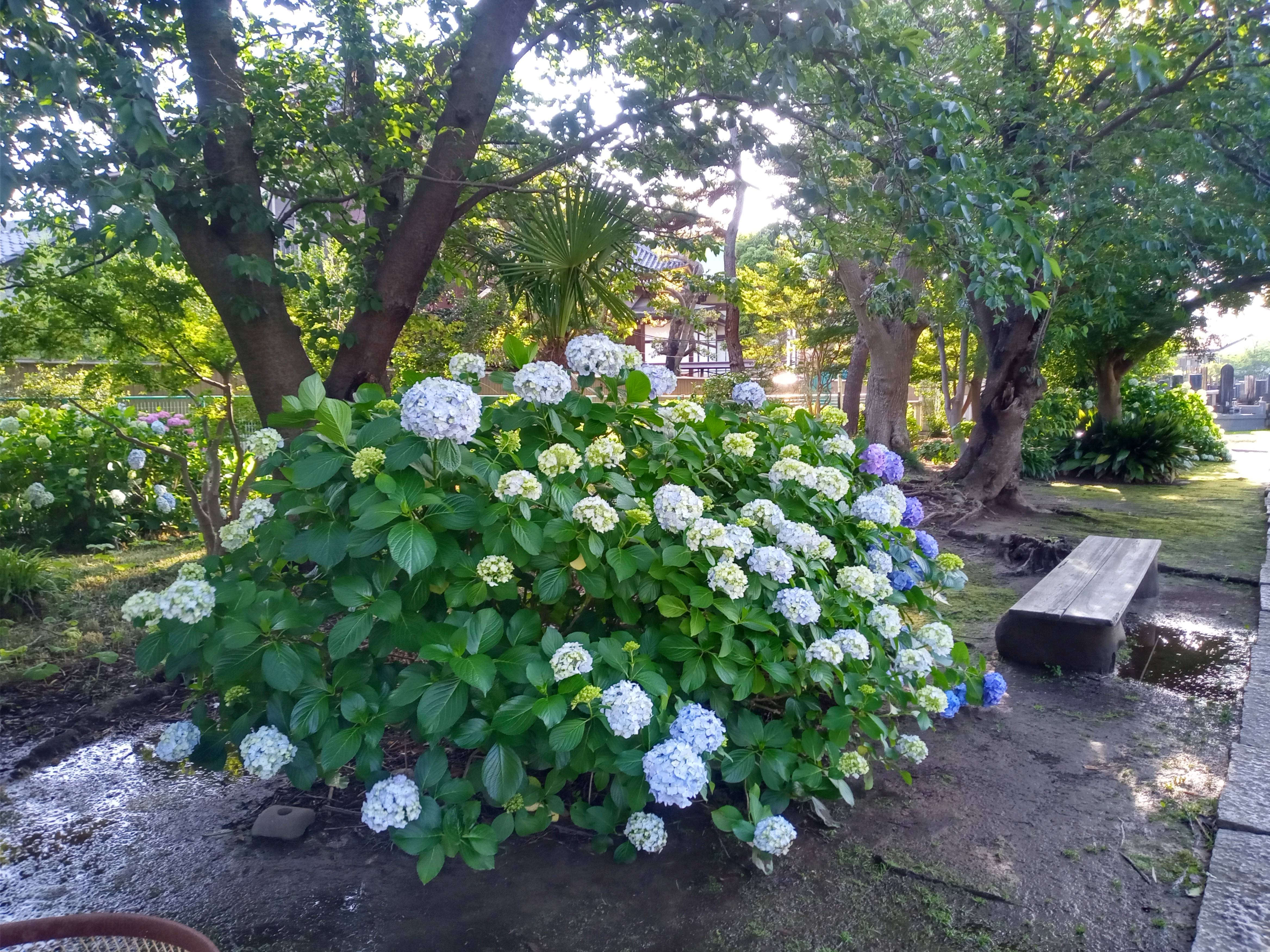 令和５年見頃を迎えたアジサイの花３