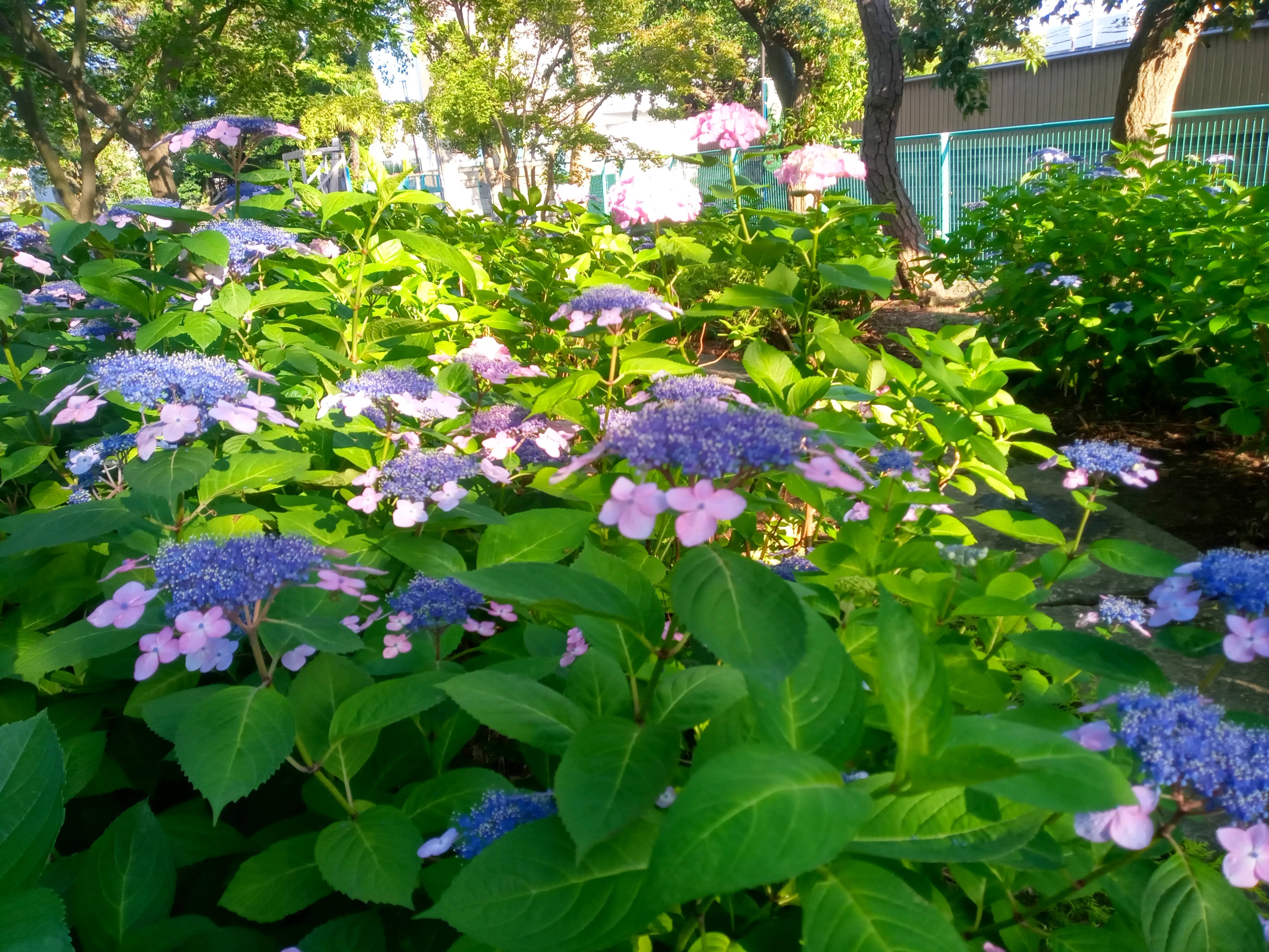 令和５年見頃を迎えたアジサイの花２