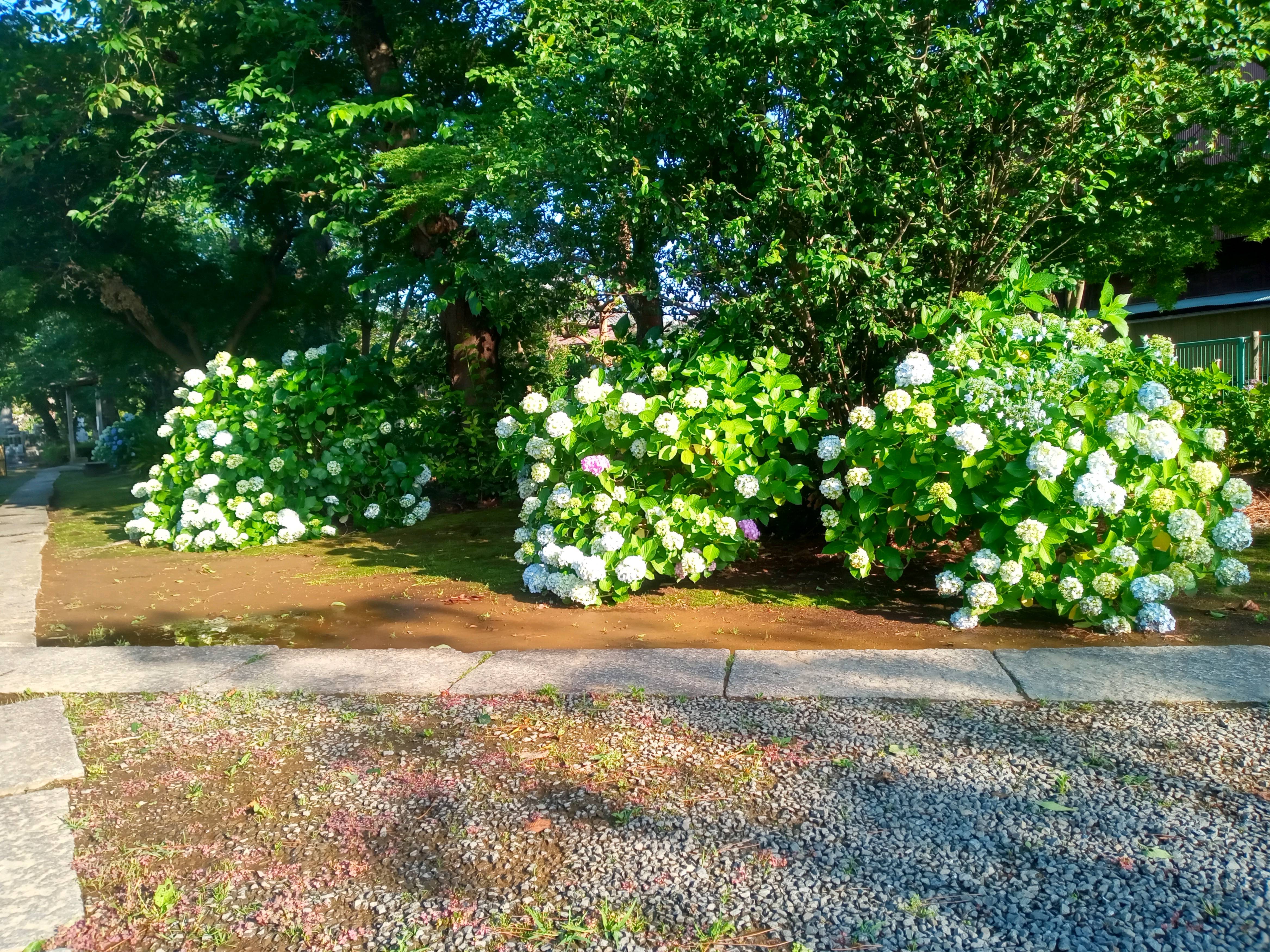 令和５年見頃を迎えたアジサイの花４