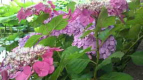 Japanese hydrangeas on the ryuo-ike pond