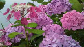 Japanese hydrangeas in Hokekyo-ji