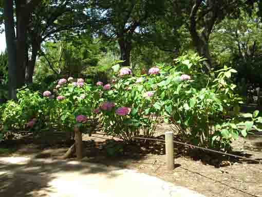 篠崎公園あじさい園に咲くピンク色の紫陽花