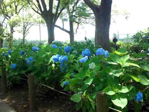 blue ajisai blossoms in Shinozaki Park