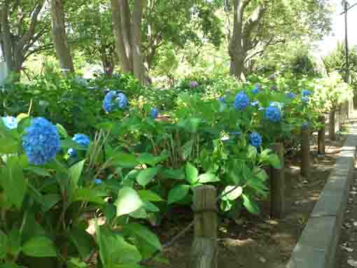 篠崎公園あじさい園に咲く青いアジサイ
