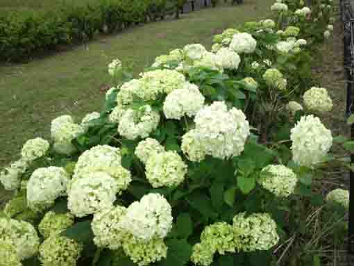 white ajisai blossoms in Shinozaki Park 1