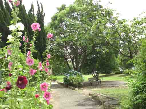 tachiaoi flowers in Shinozaki Park