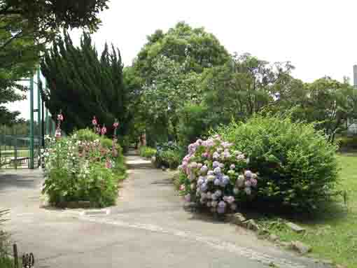 Summer in Shinozaki Park