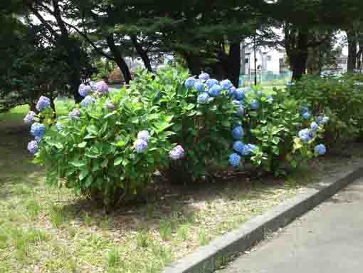 初夏の篠崎公園に咲く紫陽花