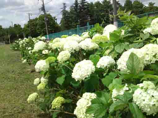 white ajisai blossoms in Shinozaki Park 2