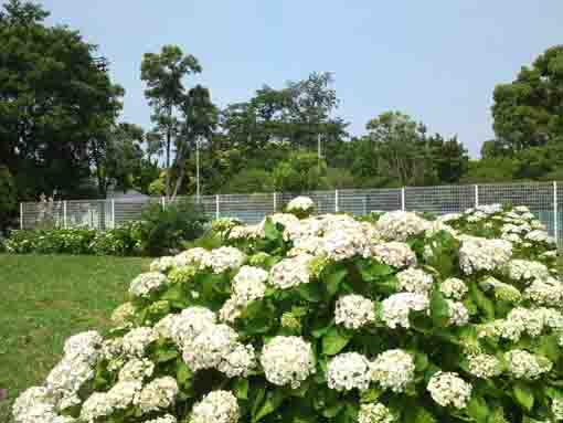 white ajisai blossoms in Shinozaki Park