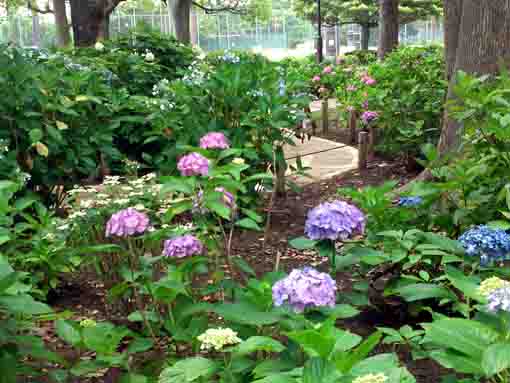 a view of the ajisai garden in Shinozaki Park