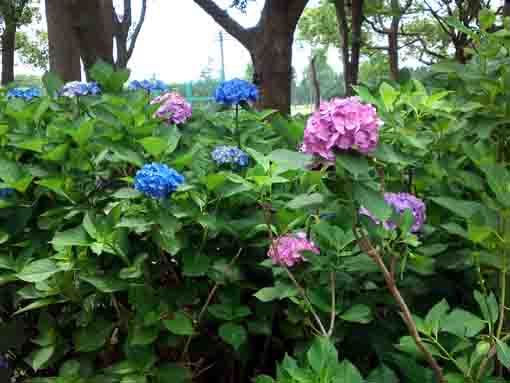 pink and blue ajisai blossoms in Shinozaki