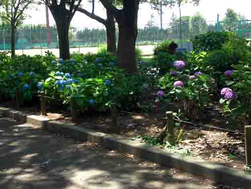 ajisai blossoms blooming by a ground