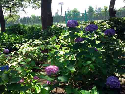 purple blossoms in Shinozaki Park