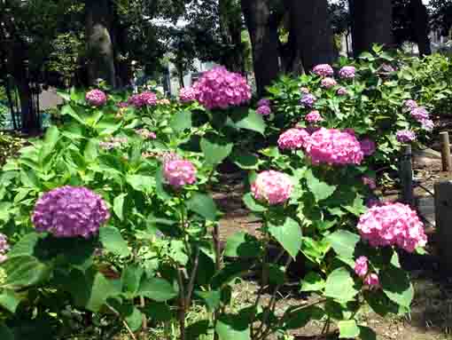 beautiful ajisai blossoms in Shinozaki Park