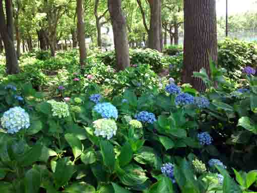 篠崎公園あじさい園に咲く色とりどりのアジサイ