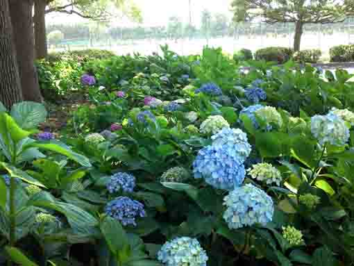 篠崎公園あじさい園の青い紫陽花