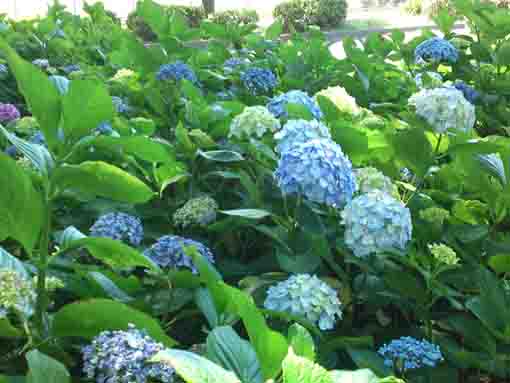 ajisai blossoms in Shinozaki Park