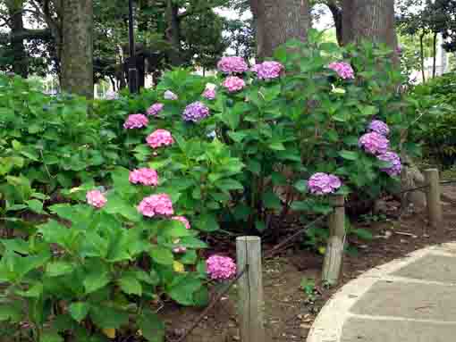 violet ajisai blossoms in Shinozaki Park