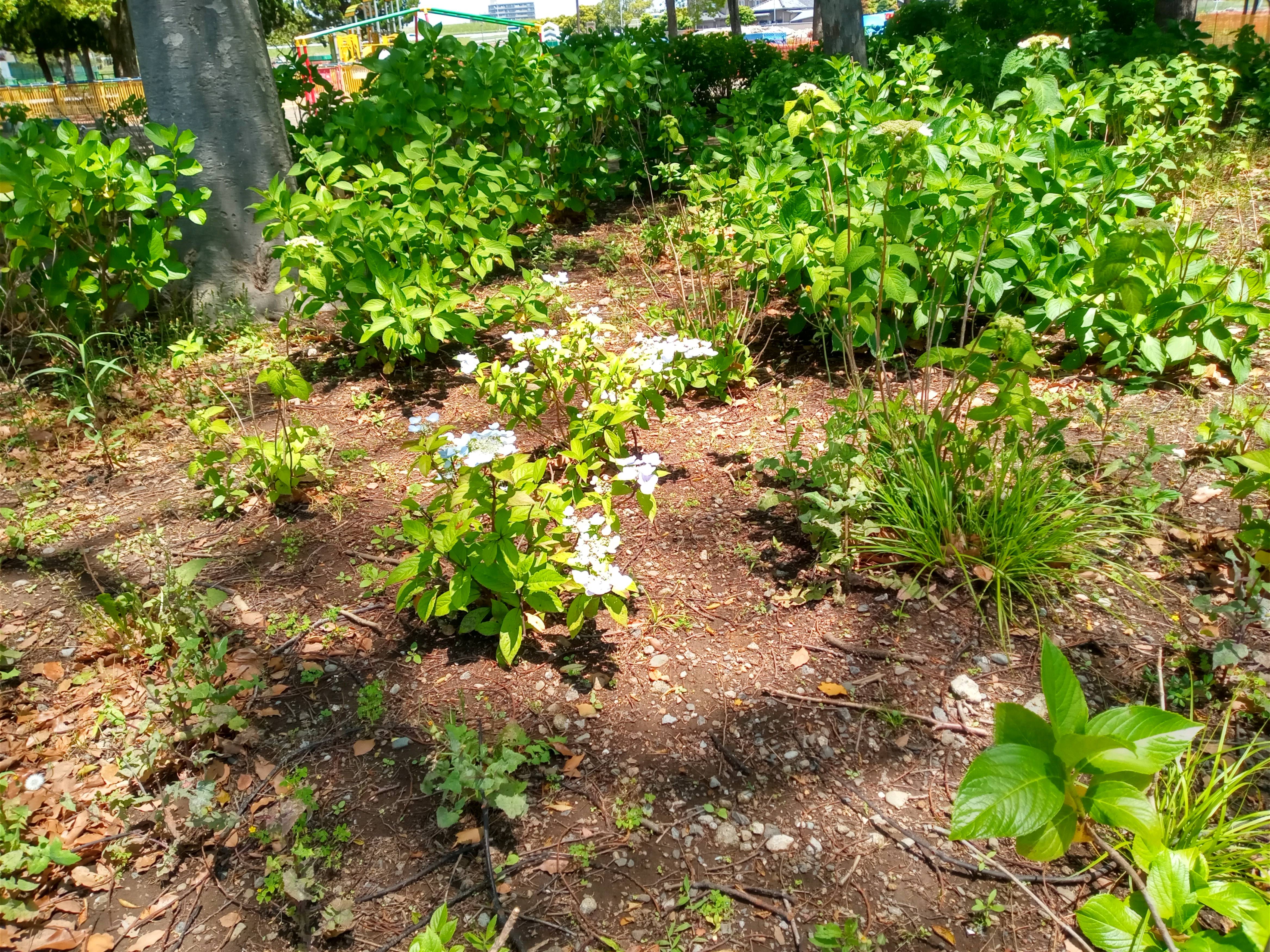 令和５年篠崎公園で開花した紫陽花１