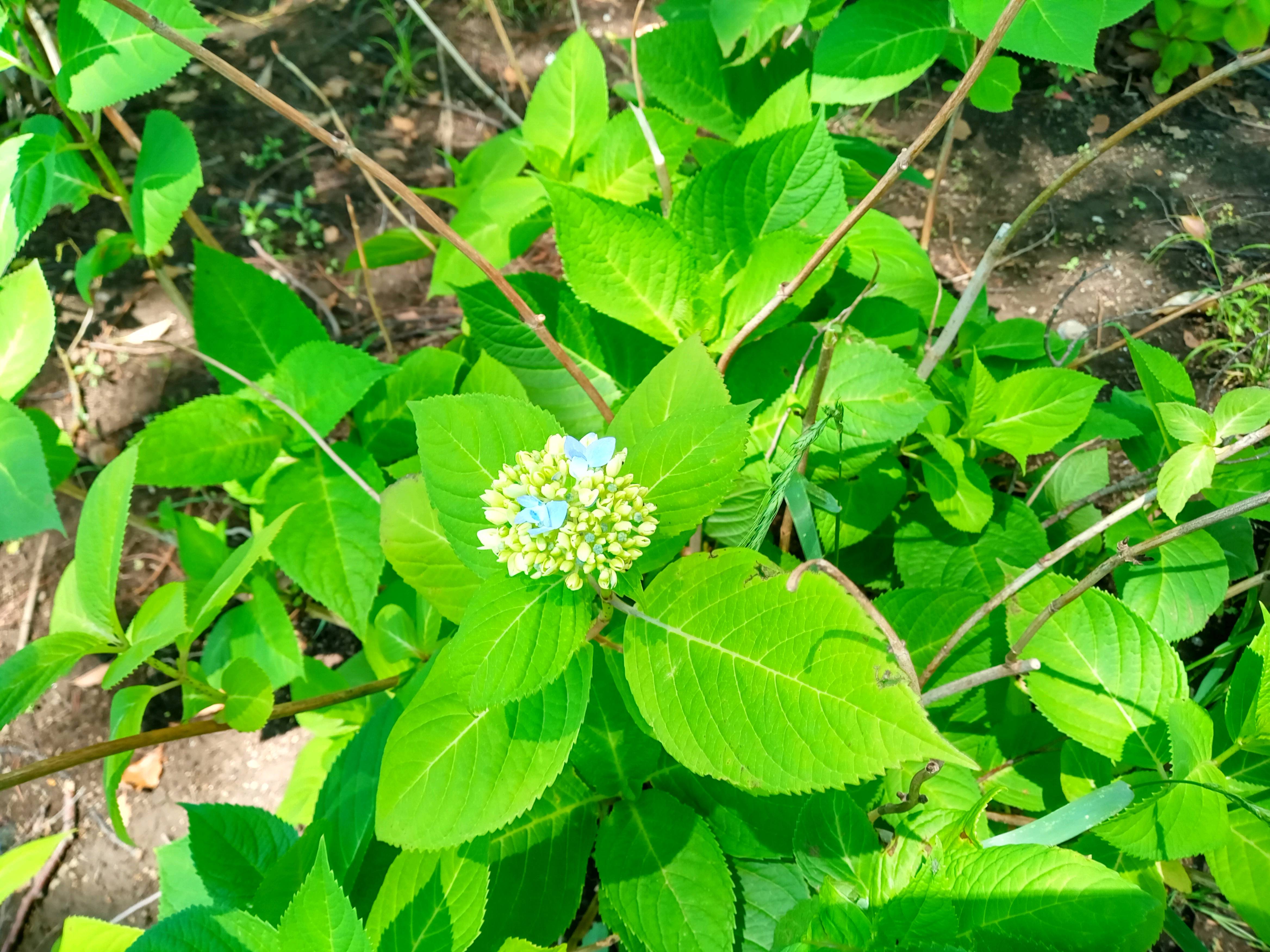 令和５年篠崎公園で開花した紫陽花２