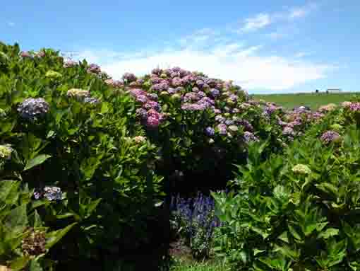 ajisai flowers under the blue sky