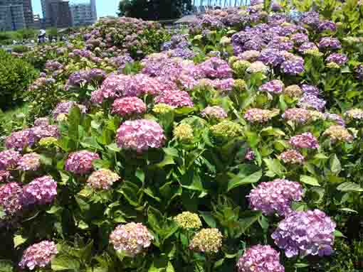 many ajisai flowers blooming